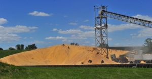 Hill of corn