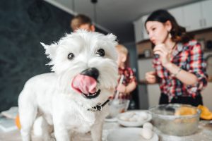 Homemade-dog-food-1