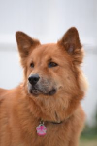 Lily Morgan, Memphis PuppyUp Walk Canine Cancer Hero and Pup of the Month .