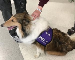 Misty is an airport therapy dog