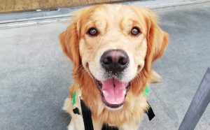 Mr. Darcy -- “He’s a golden retriever, he’d con a saint into believing he wants food.” (Photo: Supplied)