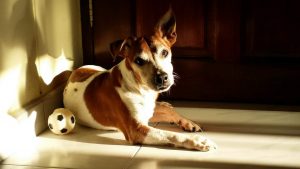Relaxed-Dog
