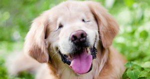 blind dog