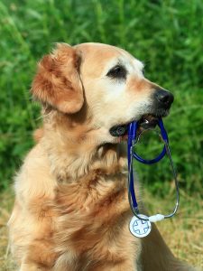 dog-holding-stethoscope-2652046