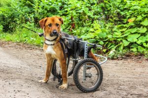 dog in wheel chair