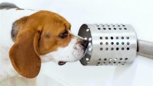 Dog sniffing out cancer.