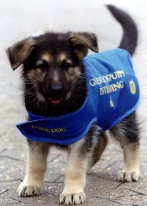 guide puppy in training