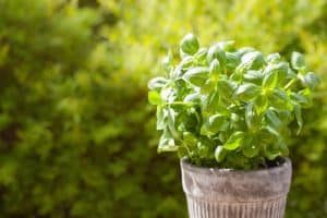 Basil