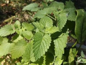 Catnip