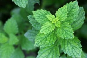 Lemonbalm