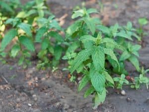 Peppermint
