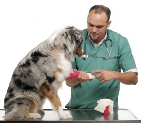 vet with dog