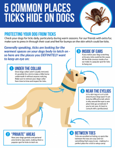 5 common places ticks hide