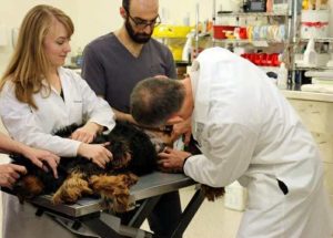 Clinical trial begins to test universal vaccine against canine cancer.