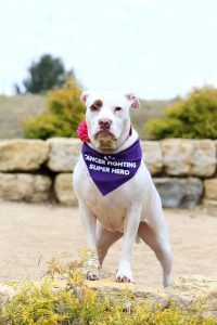 Daisy Zehe Madison Canine Cancer Hero_small