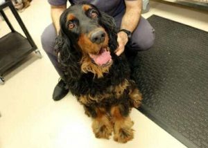 Trilly, a nine-year-old Gordon Setter, received the very first vaccine in the Vaccination Against Canine Cancer Study, a five-year clinical trial to evaluate a vaccine strategy for the prevention, rather than the treatment, of cancer in dogs. With more than 800 patients enrolled, it is the largest clinical trial conducted to date across the history of veterinary medicine. PHOTO BY MEGHAN LEPISTO