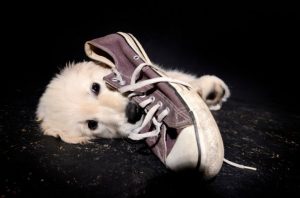dog chewing sneaker
