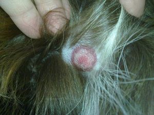 lyme_disease_in_dogs_1