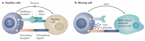 nk cells cancer 1