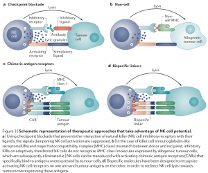 nk cells cancer immunotherapy 2