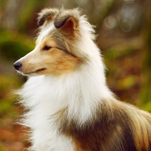 shetland-sheepdog-smarted-dog-breeds