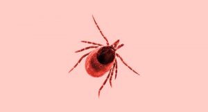 ticks-can-kill-your-dog-header