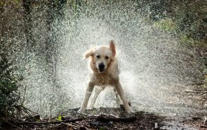 water-dog-1