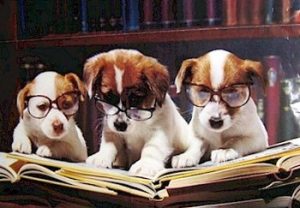 Abstracts on Cancer Research and Treatments in Dogs