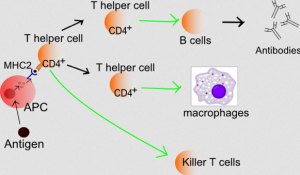 Figure 1: Function of T-helper cells. T-helper cells liaise between the innate system and the adaptive system by releasing chemicals called interleukins that stimulate specific classes of cells. T-helper cells also help with tamping down the immune system by activating a class of cells called T-regulatory cells which mediate tolerance. Tolerance is not discussed in this article, but is important for preventing immune reactions to materials such as food. APC = antigen presenting cells; CD4 = molecule found on the surface of T-helper cells. Figure from Häggström, Mikael (2014). “Medical gallery of Mikael Häggström 2014”. WikiJournal of Medicine 1 (2). DOI:10.15347/wjm/2014.008. ISSN 2002-4436. Public Domain.