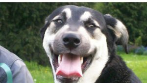 Legal marijuana a growing danger for dogs, vets say