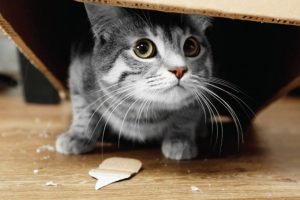 Prescription-free solutions to help reduce anxiety in pets