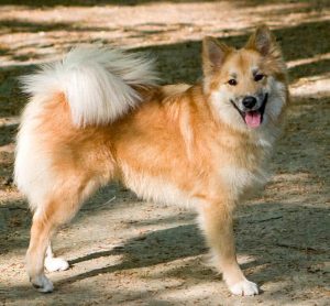 beautiful dog