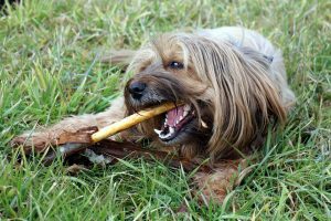 dog chewing stick