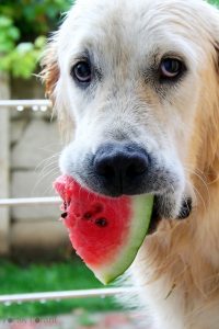 dog eating watermellon