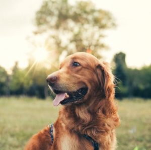 dog-outside-in-the-sun-1559726826