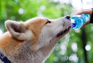 husky drinking bottled water