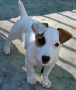 jack Russell_light colored dog
