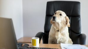 lab in work chair