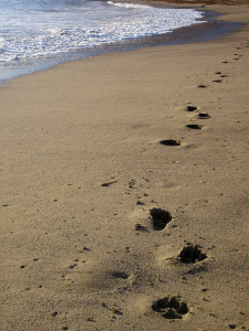 paw prints in sand