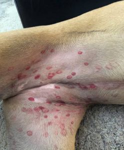 Photo from Morinville Veterinary Clinic’s Facebook Page: “… these are a type of fly bite, and dogs generally get them from laying in the grass. They look terrible, but usually do not bother the dogs. They heal quickly on their own, and do not require any treatment. These flies are usually around for a few weeks every spring and then go away. We hope this eases any worry that you may have had about your own dog!”