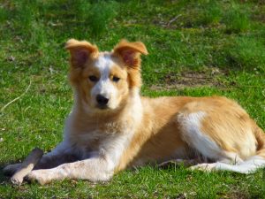 Dr. Katharine North: To spay or not to spay?