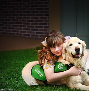 Bethany Fletcher, 11, from Nuneaton, Warwickshire found it difficult to go to the shops with her family until the arrival of eight-year-old Quartz, due to her autism. The golden retriever can sense when Bethany is feeling stressed and is able to calm her down immediately by laying across her legs.