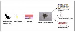 Establishment of urine-derived bladder cancer organoid culture method. Tatsuya Usui, DVM, PhD.