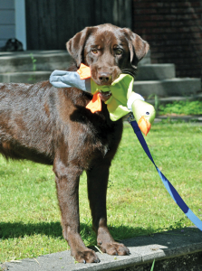 Labradors are prone to a particularly aggressive type of mast cell tumors. Pugs, Boxers, Golden Retrievers, Beagles, and Boston Terriers are also overrepresented in the population of dogs with MCTs.