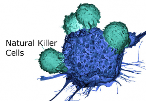NK_Cell