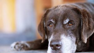 Old-Dog-photo-848x477
