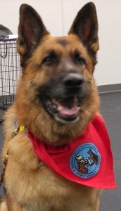 Therapy GSD
