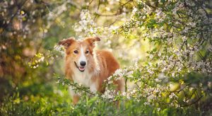collie in flowery bushes
