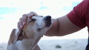 Owning a dog is good for your mental health — here’s why