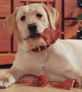 dog-chewing-pig-ear